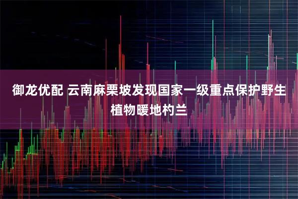 御龙优配 云南麻栗坡发现国家一级重点保护野生植物暖地杓兰