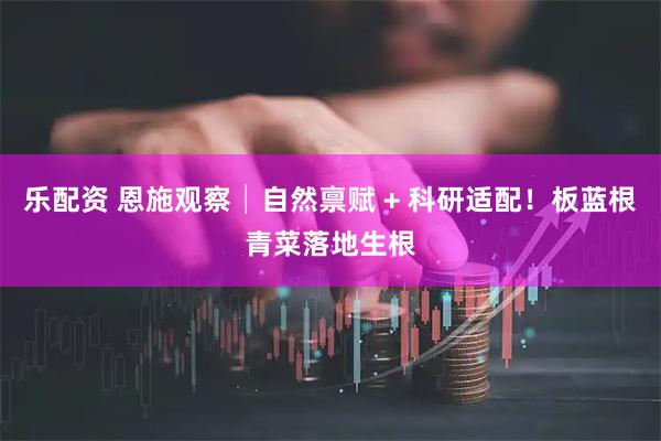 乐配资 恩施观察│自然禀赋 + 科研适配！板蓝根青菜落地生根